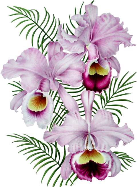 Orchid